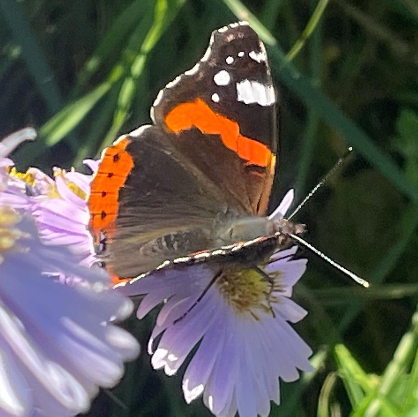 Die Hotspotzone im Hortus
Wieso eine Hotspotzone im Garten anlegen?
Naturgarten
Kerstin Dähne