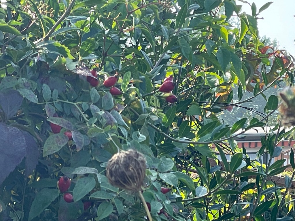 Die Pufferzone im Hortus
Hecke mit Wildrosen und Hagebutten
Die Pufferzone im Hortus
Naturgarten
Kerstin Dähne