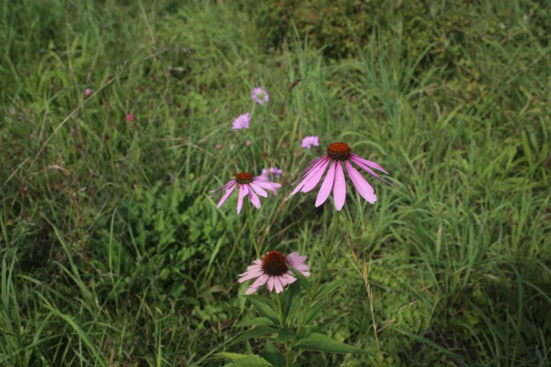 Echinacea
Kerstin Dähne
