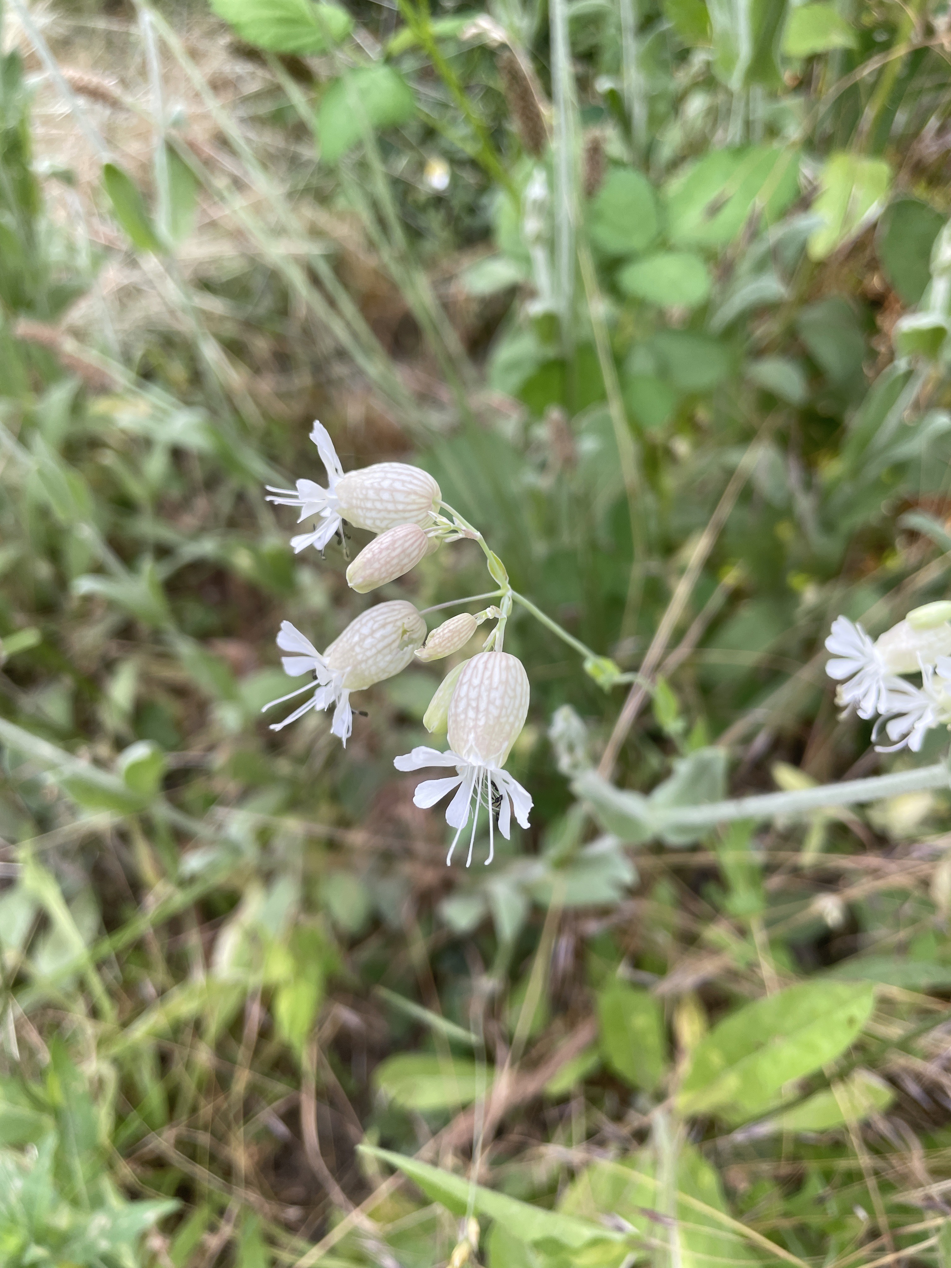 Stillstand gibt es in der Natur nicht-eine Blühwiese entwickelt sich-Veränderungen der Natur