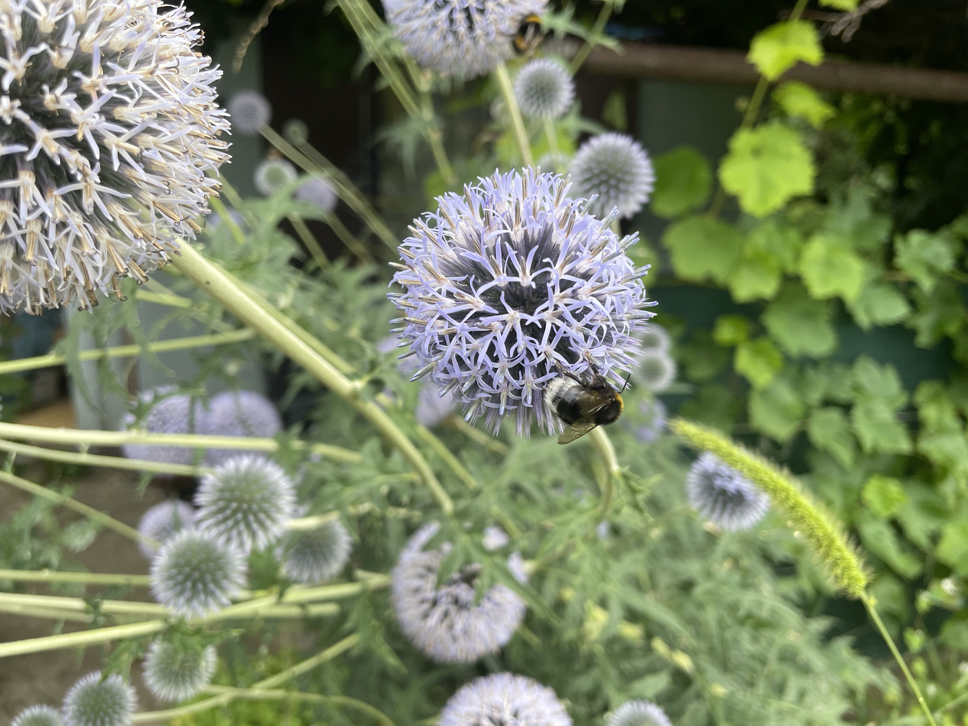 Die Hotspotzone im Hortus
Wieso eine Hotspotzone im Garten anlegen?
Naturgarten
Kerstin Dähne