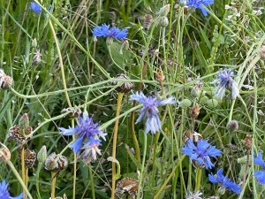 Gründe für einen Naturgarten
Blumen im Naturgarten
Pflanzen im Naturgarten
