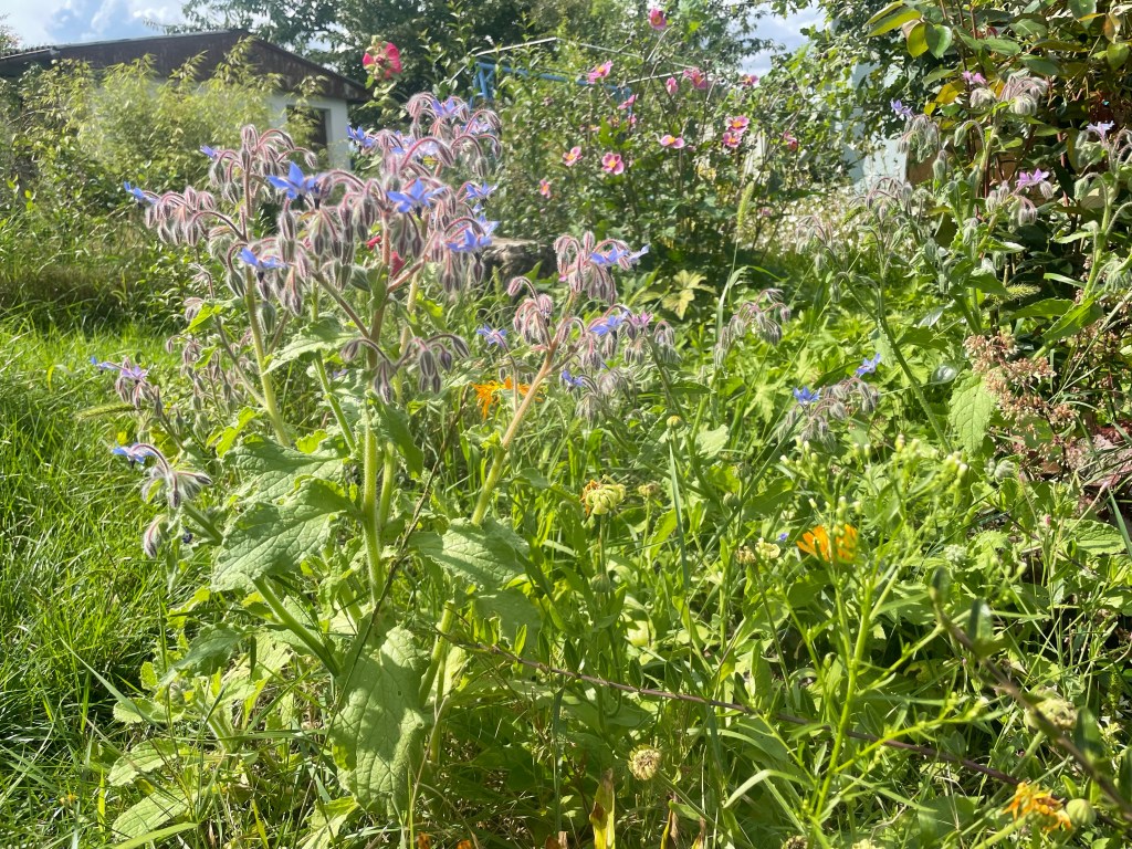 Erste Schritte hin zum Naturgarten
Borretsch