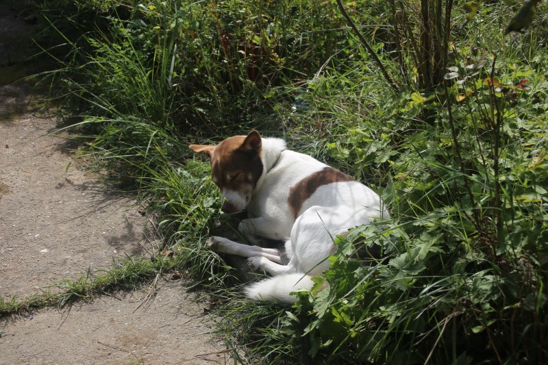 Hund in der Sonne liegend