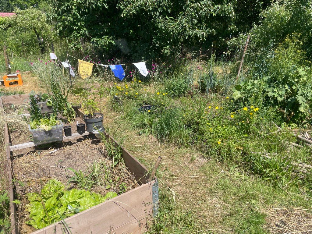 Offene Gärten
Naturgarten
Kerstin Dähne
Tag des offenen Gartens