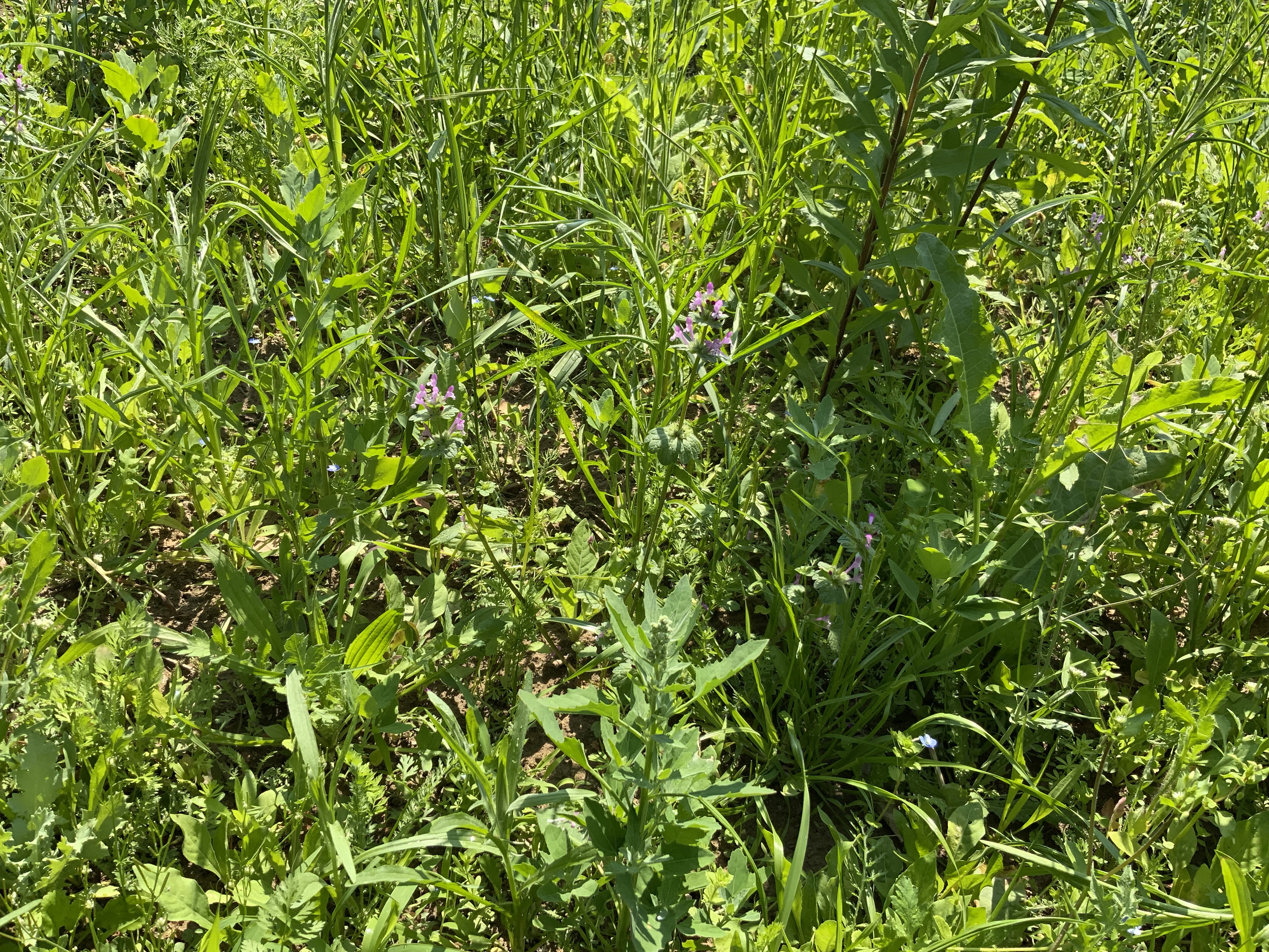 Stillstand gibt es in der Natur nicht-eine Blühwiese entwickelt sich-Veränderungen der Natur