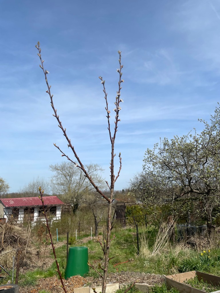 12 von 12 im April 2022 - Zukunft pflanzen
junger Aprikosenbaum mit Blüten
Naturgarten
Kerstin Dähne