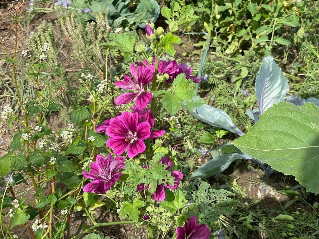 Herbst im Naturgarten
Kerstin Dähne
Malve