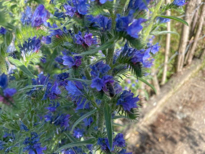 Natternkopf Blüte
Naturgarten Kerstin Dähne