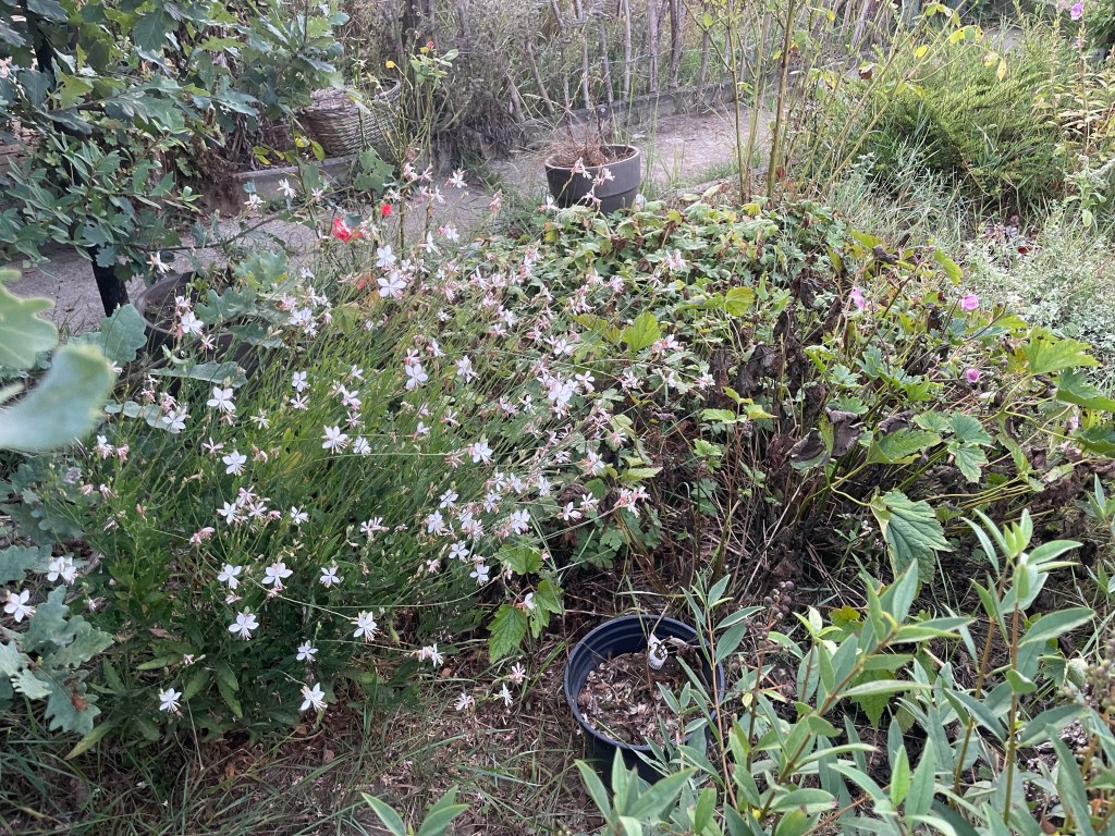 Herbst im Naturgarten
Kerstin Dähne
Prachtkerze