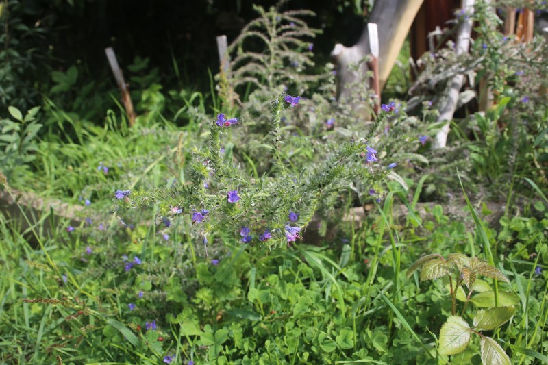 Gewöhnlicher Natternkopf
Naturgarten-Oase Kerstin Dähne