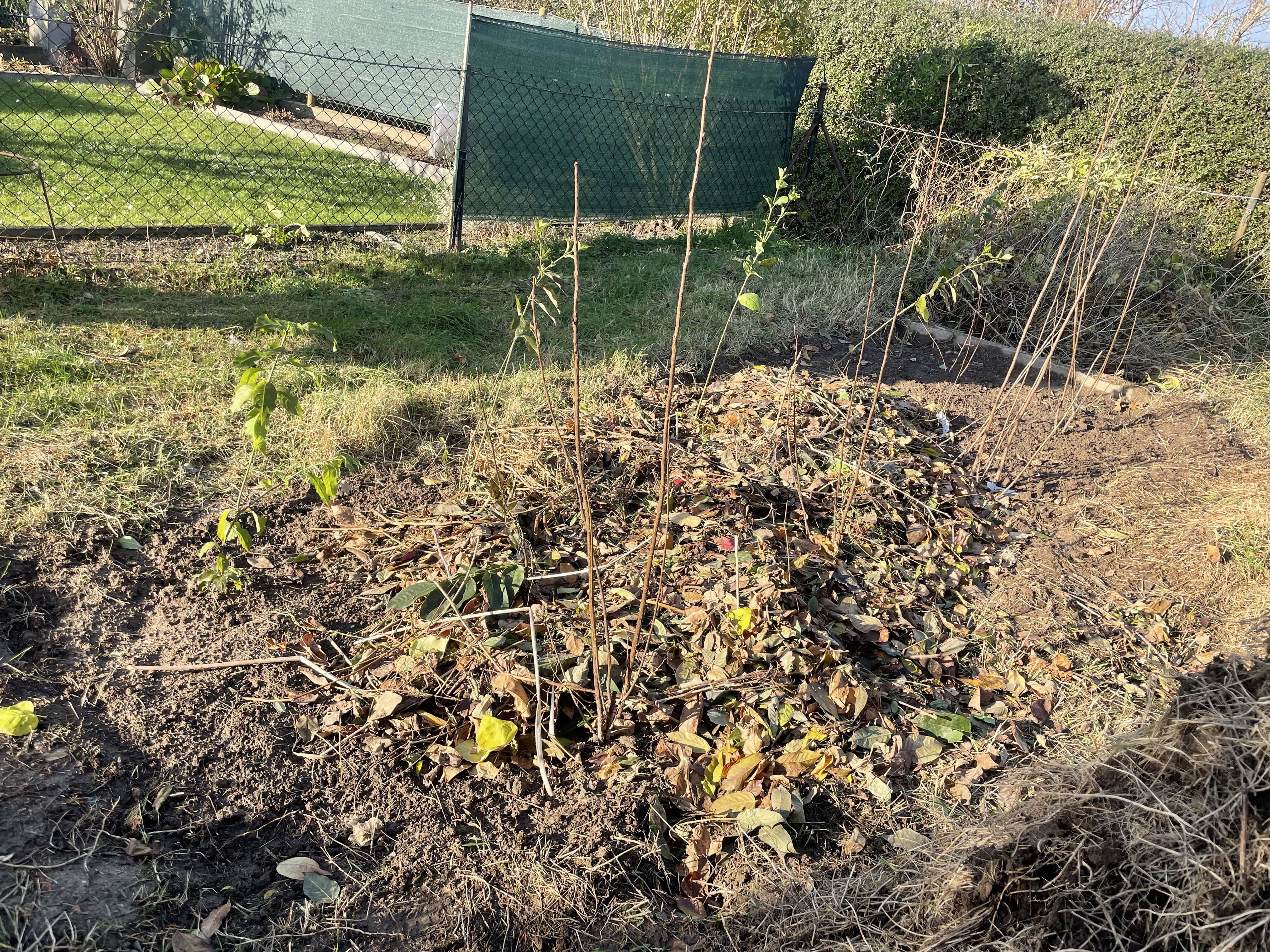 Die Pufferzone im Hortus
neu angepflanzte Pufferzone
Naturgarten
Kerstin Dähne