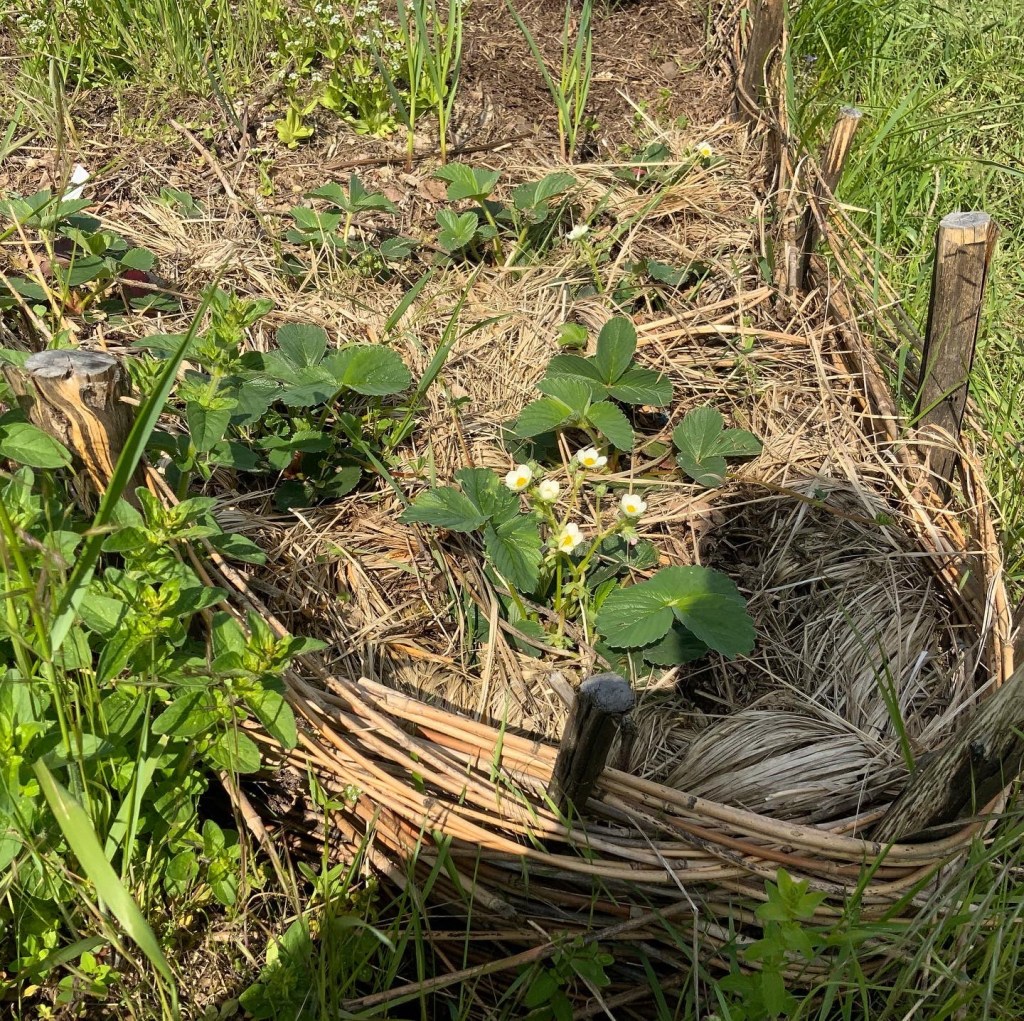 Die Ertragszone in einem Hortus
Erdbeerbeet
Naturgarten
Kerstin Dähne