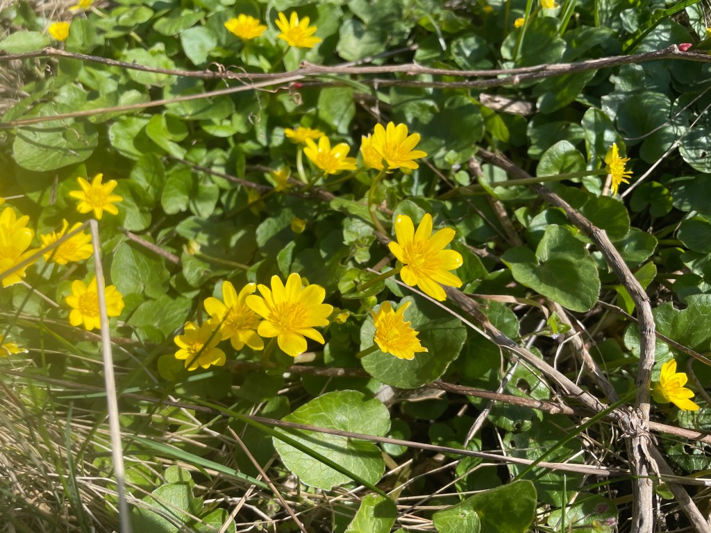 12 von 12 im April 2022 - Zukunft pflanzen
Scharbockskraut
Naturgarten
Kerstin Dähne