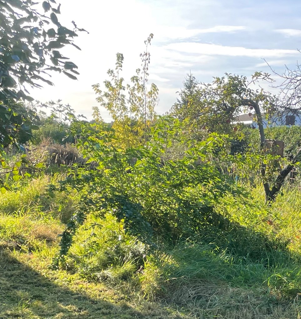 Wildrosen mit vielen neuen Ästen,
Mein Wort des Jahres 2022,
Pflanzen im Naturgarten