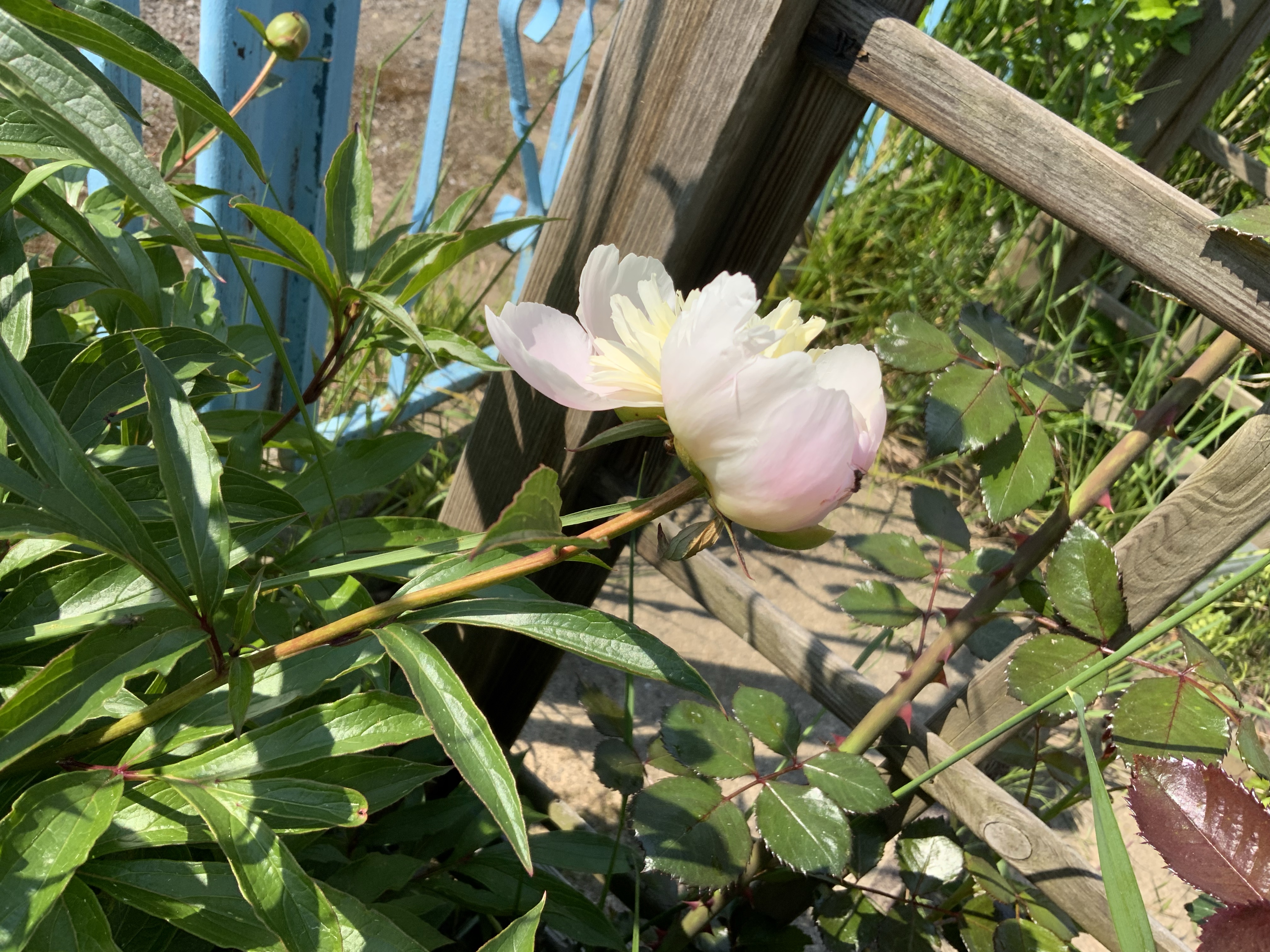 Stillstand gibt es in der Natur nicht-eine Blühwiese entwickelt sich-Veränderungen der Natur