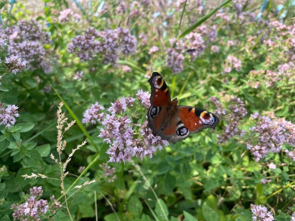Gartenklatsch im Naturgarten
