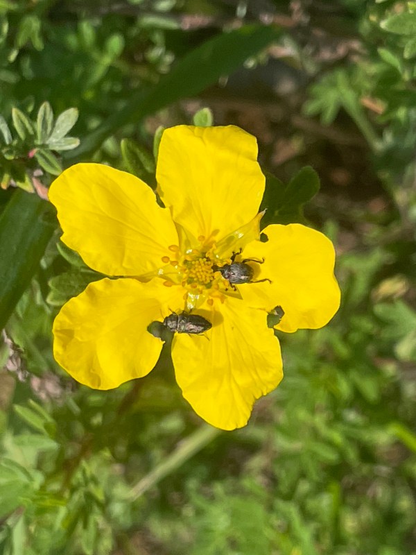 Käfer in einer Blüte
Naturgarten-Oase Kerstin Dähne