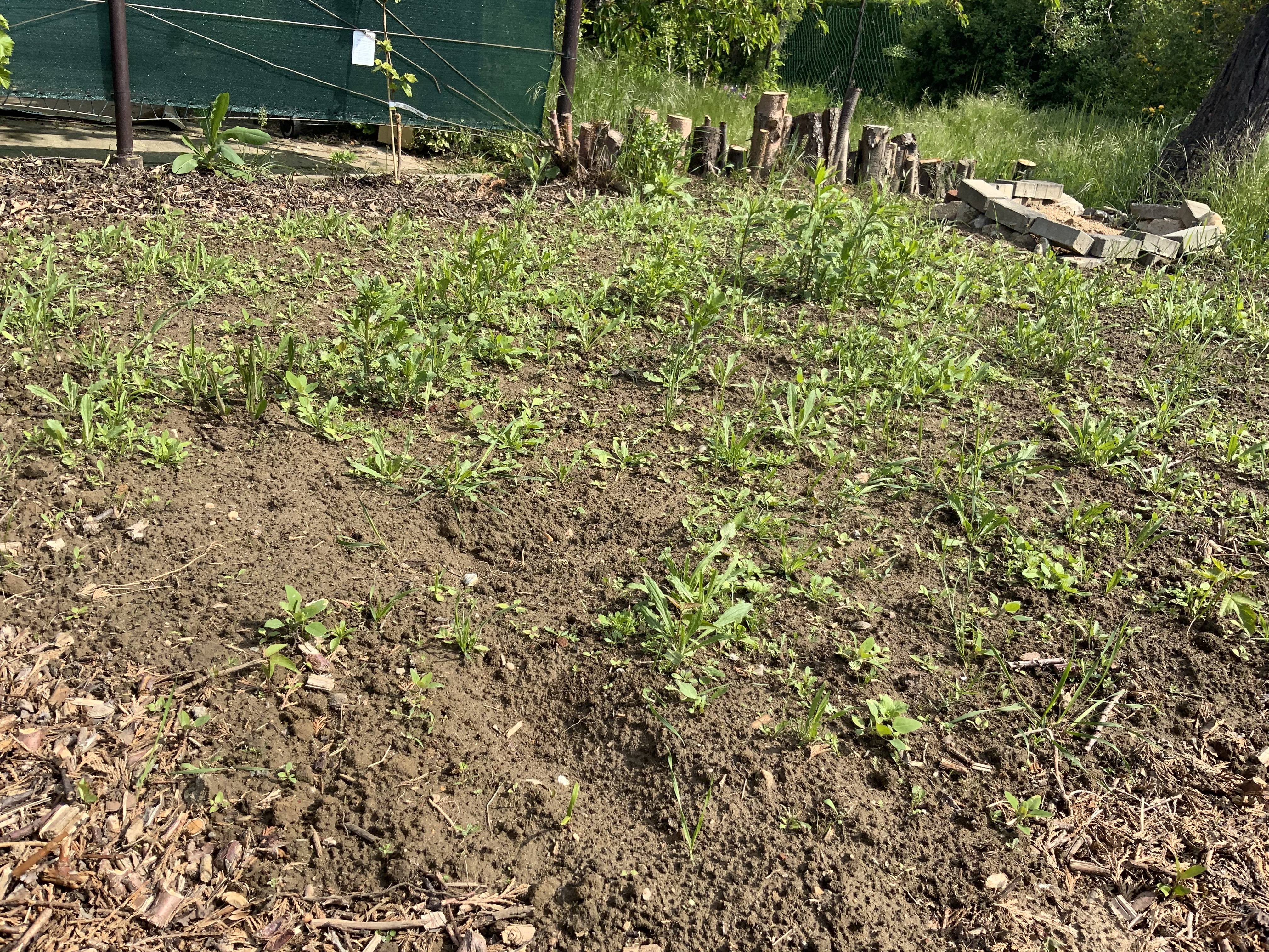 Stillstand gibt es in der Natur nicht-eine Blühwiese entwickelt sich-Veränderungen der Natur