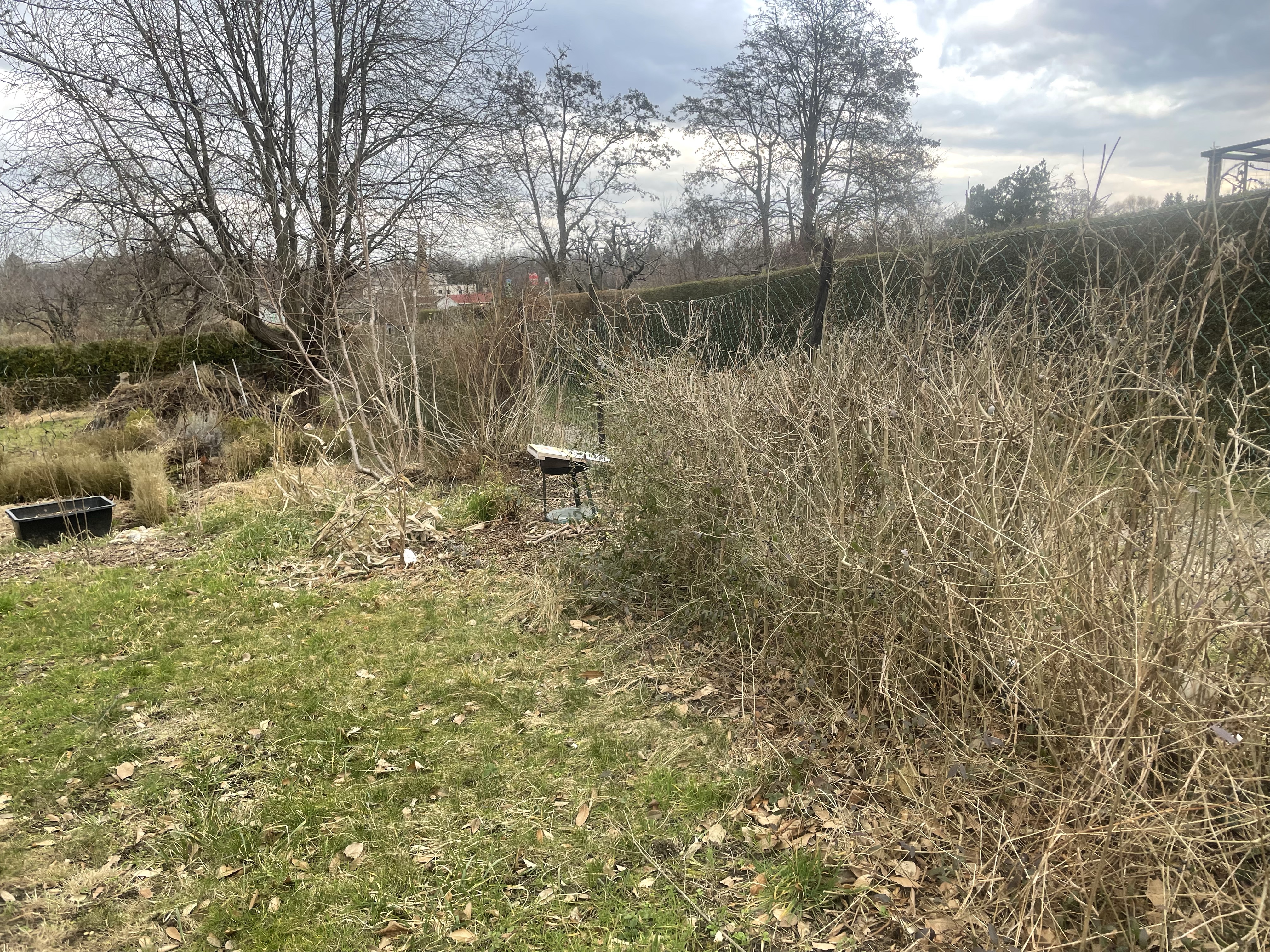 Die Pufferzone im Hortus
Ligusterhecke nach dem Rückschnitt im Herbst
Naturgarten
Kerstin Dähne