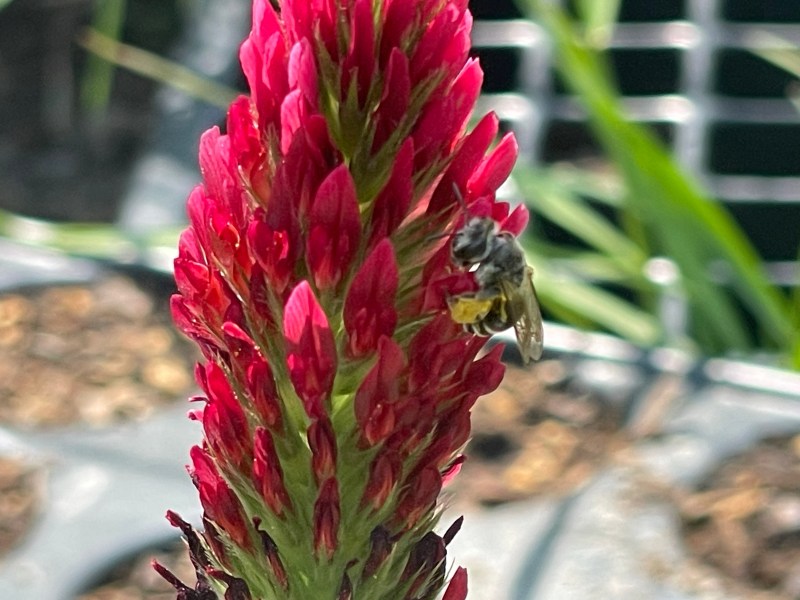 Biene am Inkanatklee
Naturgarten Kerstin Dähne
