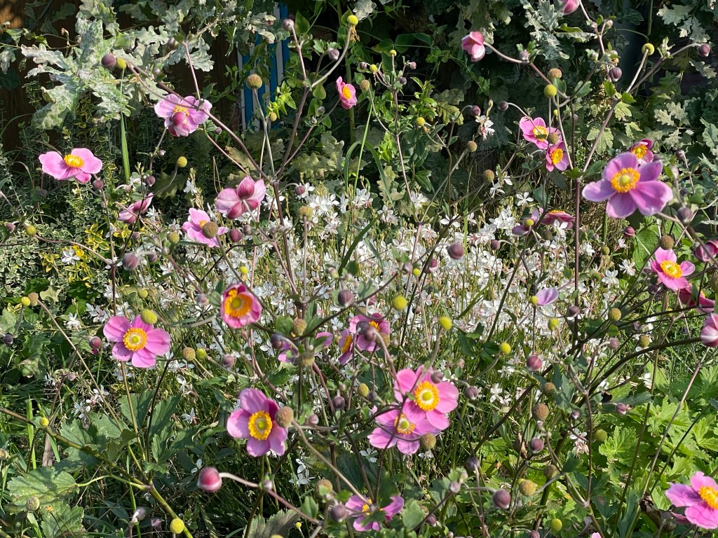 Herbstanemonen und Prachtkerzen
Herbstanfang im Hortus naturalis 