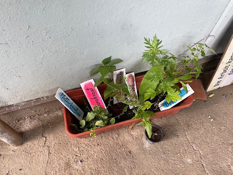 Erfahrungen sammeln und wachsen – mein Jahresrückblick 2022,
Kasten mit Wildkräutern,
Naturgarten Kerstin Dähne