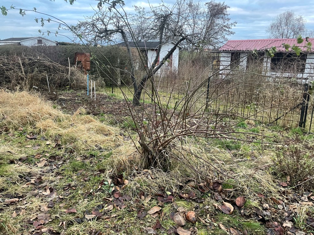 Wildrosen mit Grün im Herbst
Pflanzen im Naturgarten 
Mein Wort des Jahrs 2022