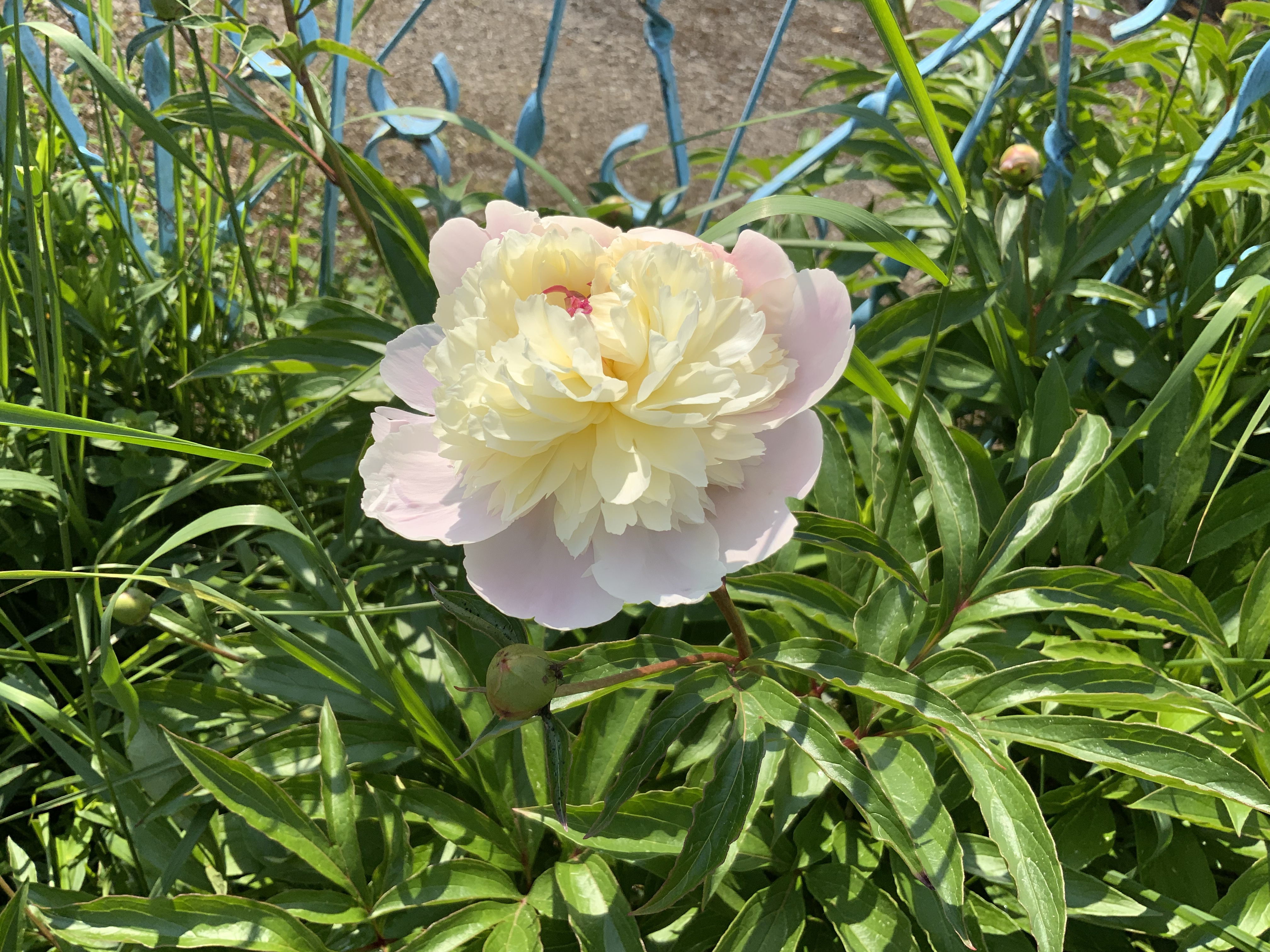 Stillstand gibt es in der Natur nicht-eine Blühwiese entwickelt sich-Veränderungen der Natur