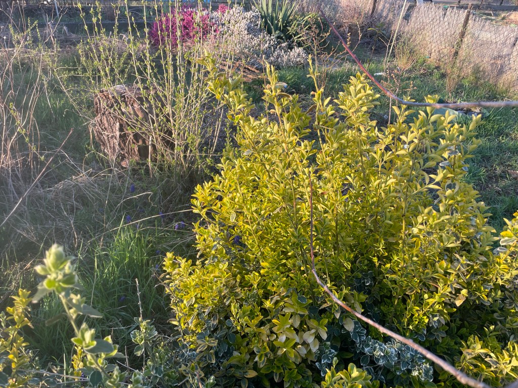 12 von 12 im April 2022 - Zukunft pflanzen
Naturgarten
Kerstin Dähne