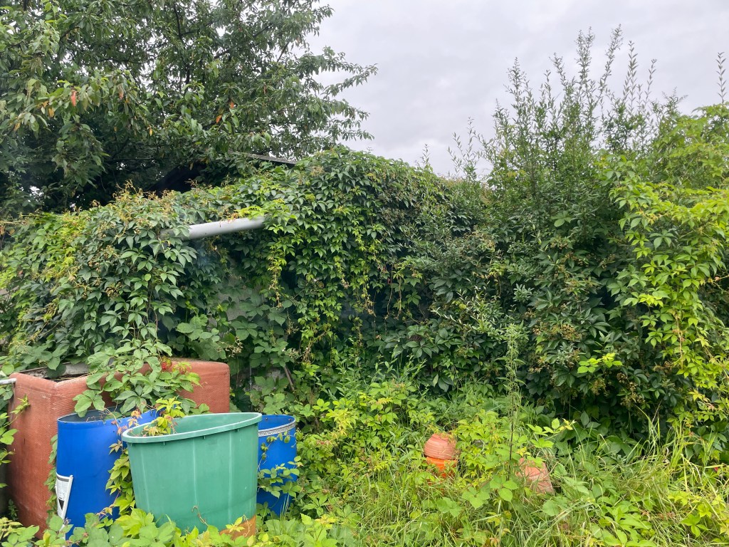 Ein Garten auf dem Weg zum Naturgarten
Wilder Wein 
Naturgarten
Kerstin Dähne