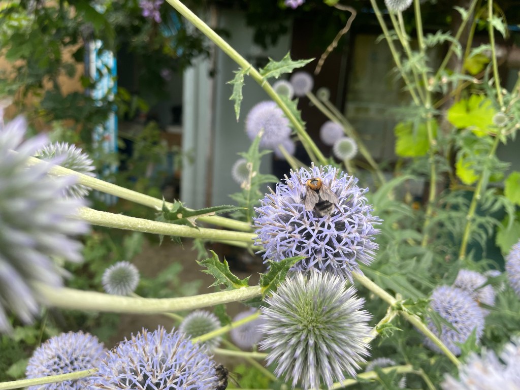 Stillstand gibt es in der Natur nicht-eine Blühwiese entwickelt sich-Veränderungen der Natur