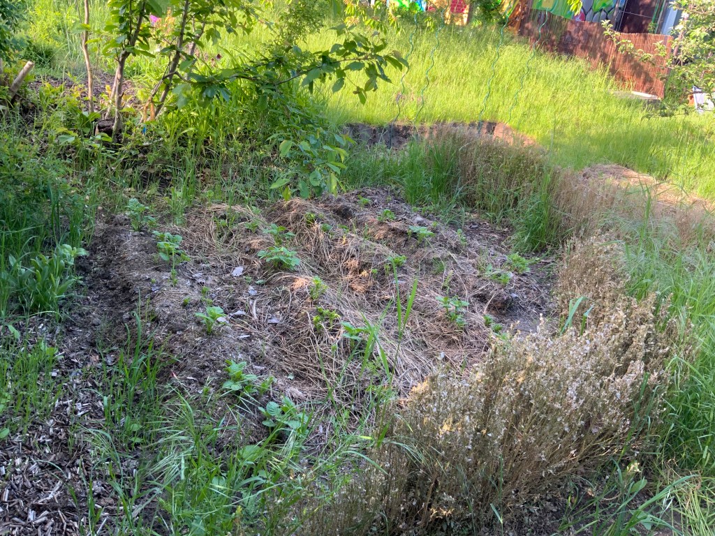 Die Ertragszone in einem Hortus
Kartoffelbeet
Naturgarten
Kerstin Dähne