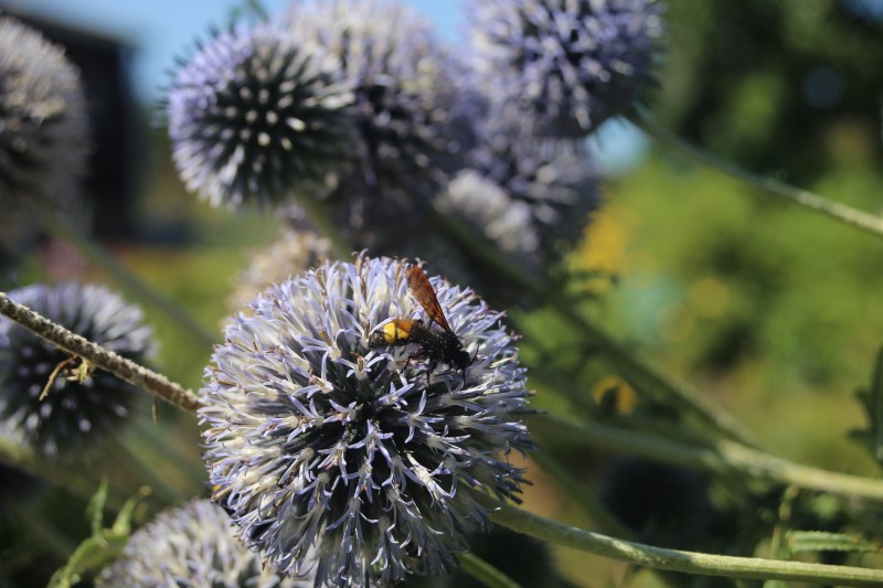 Kugeldistel mit Wespe
Naturgarten Kerstin Dähne

