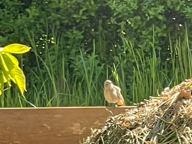 Vogel im Naturgarten