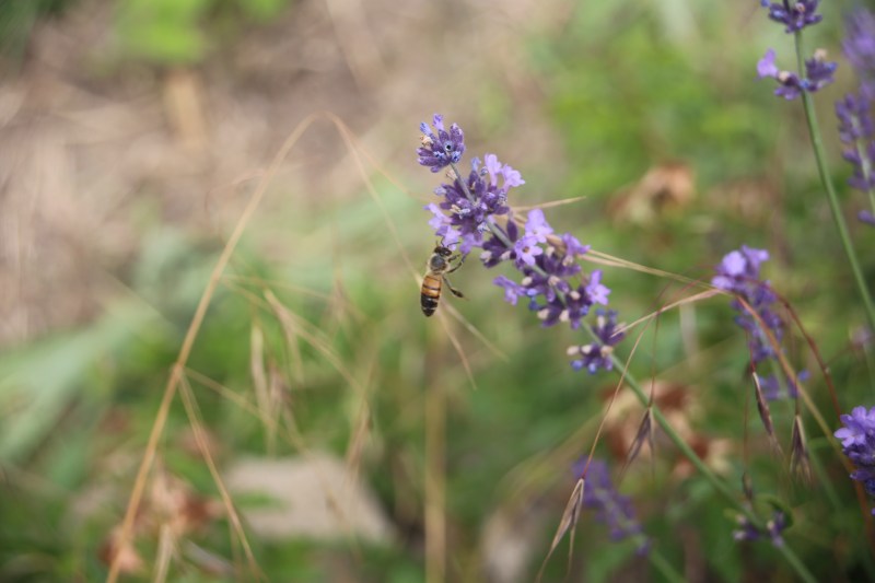 Biene fliegt zur Blüte
Naturgarten
Kerstin Dähne