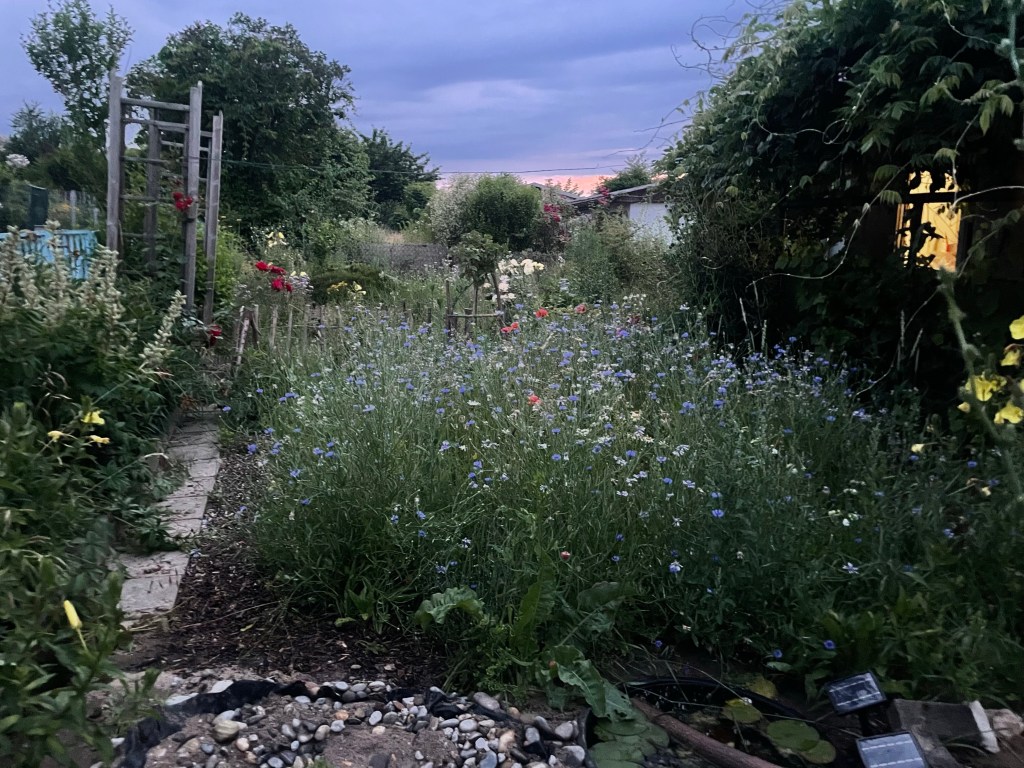 Stillstand gibt es in der Natur nicht-eine Blühwiese entwickelt sich-Veränderungen der Natur