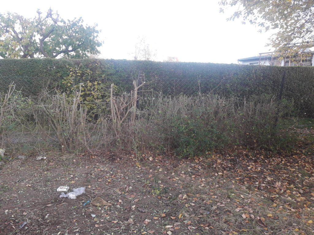 Die Pufferzone im Hortus
Ligusterhecke nach dem Rückschnitt im Herbst
Naturgarten
Kerstin Dähne