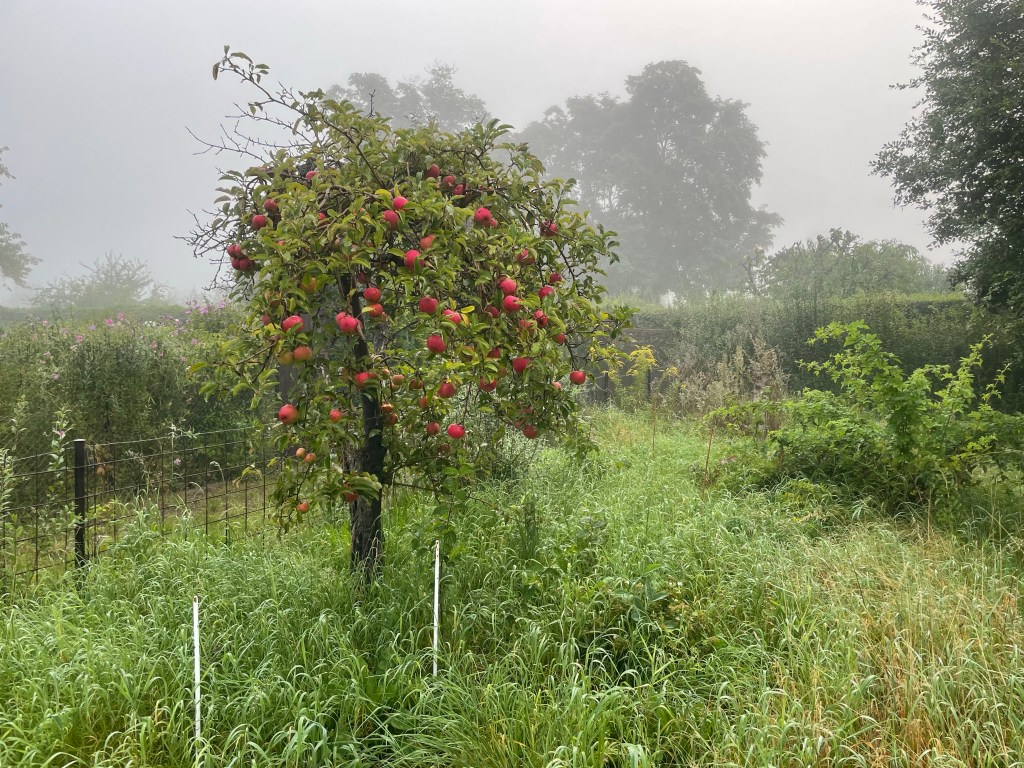 Apfelbaum mit fast reifen Äpfeln 
Der Nebel läßt den Herbstanfang erahnen.