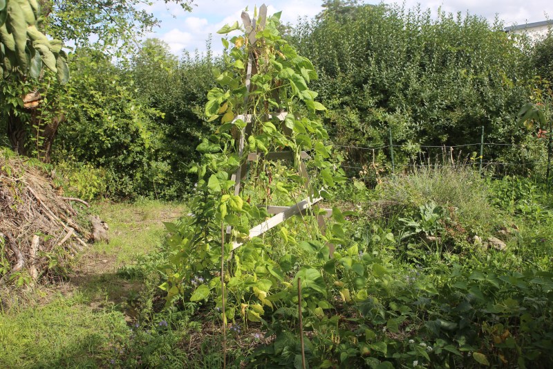 Kletterbohnen im Gemüsebeet
Ertragszone
Kerstin Dähne
