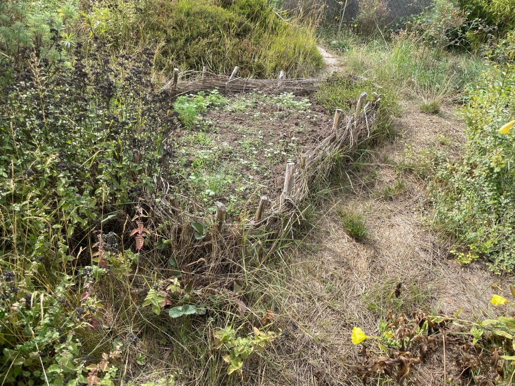 Naturgarten im Wandel - Die Erdbeeren ziehen um
Gründünger im Beet
Kerstin Dähne Naturgarten