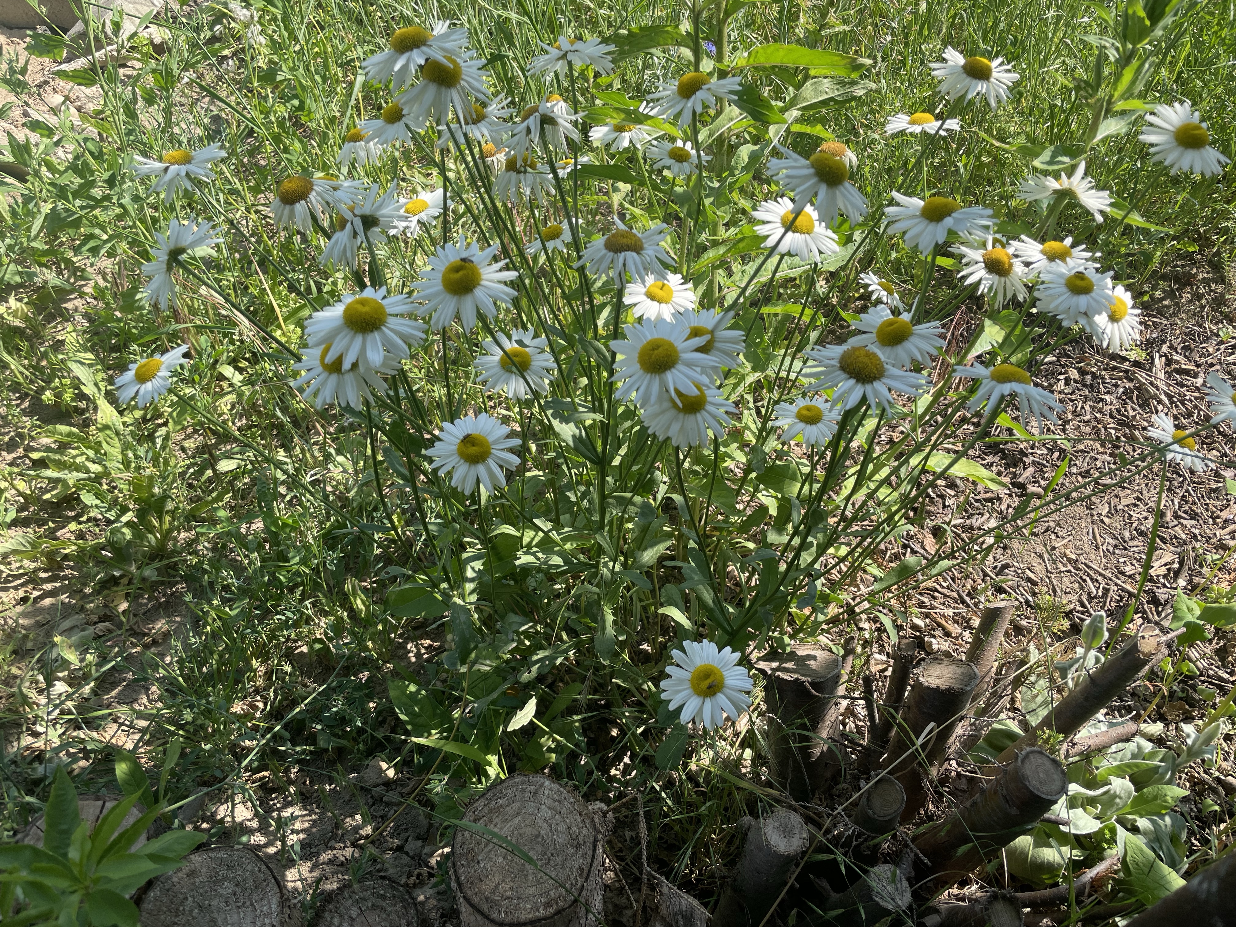 Stillstand gibt es in der Natur nicht-eine Blühwiese entwickelt sich-Veränderungen der Natur