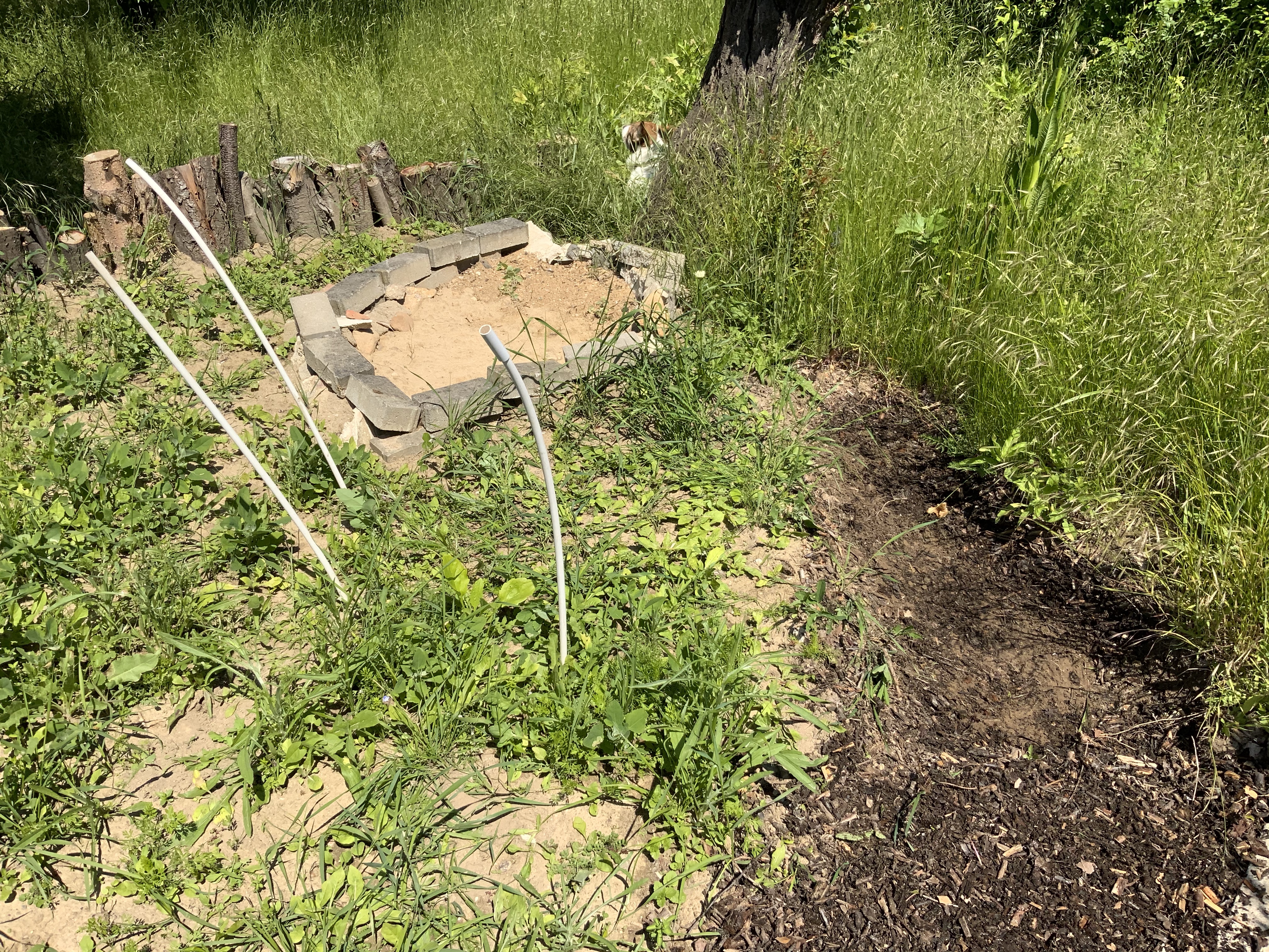 Stillstand gibt es in der Natur nicht – eine Blühwiese entwickelt sich – Veränderungen von Menschenhand