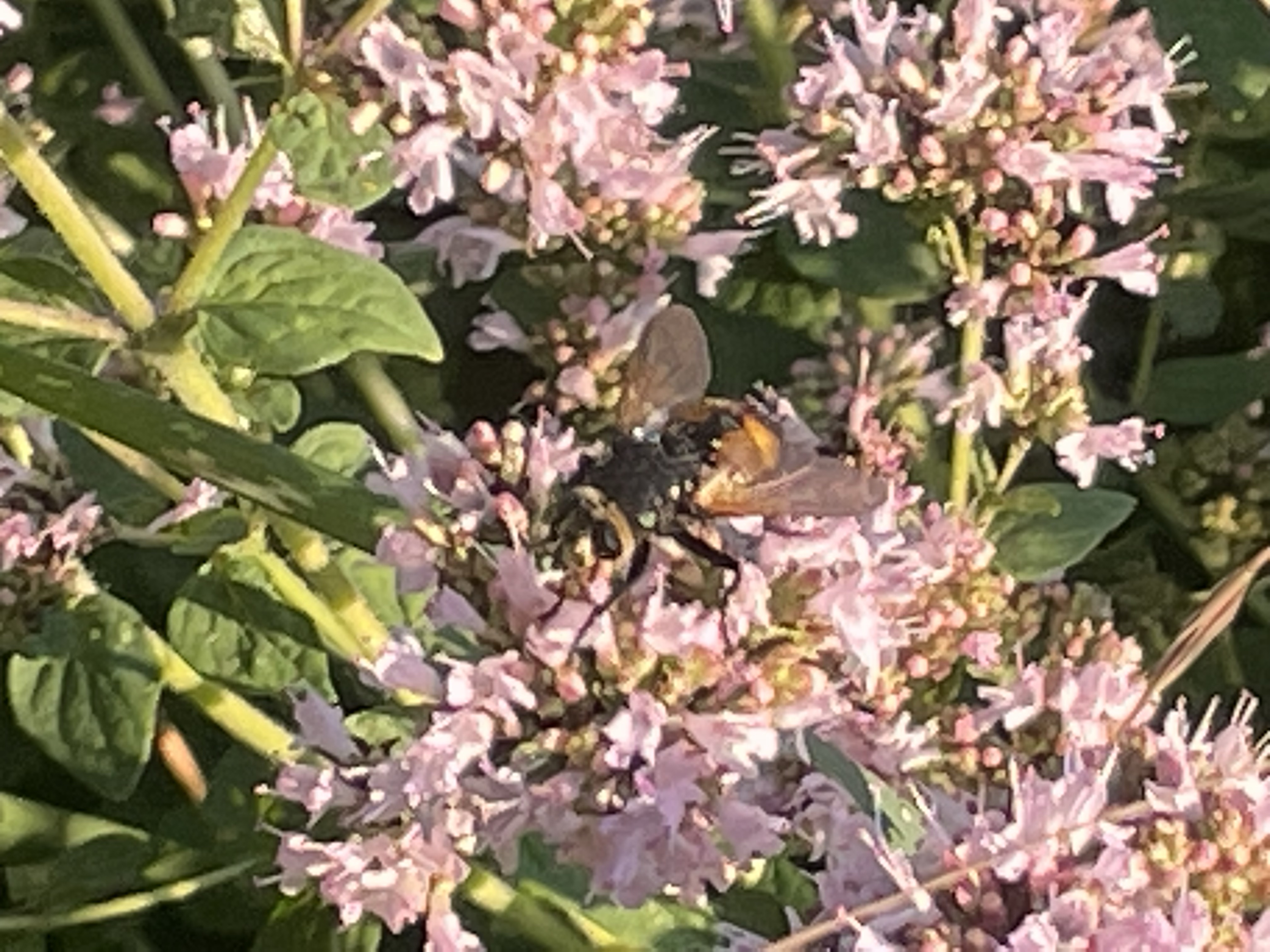 Die Hotspotzone im Hortus
Wieso eine Hotspotzone im Garten anlegen?
Naturgarten
Kerstin Dähne