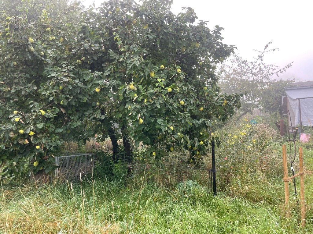 Quittenbaum mit noch unreifen Früchten. Erntezeit beginnt zum Herbstanfang im Hortus naturalis color .