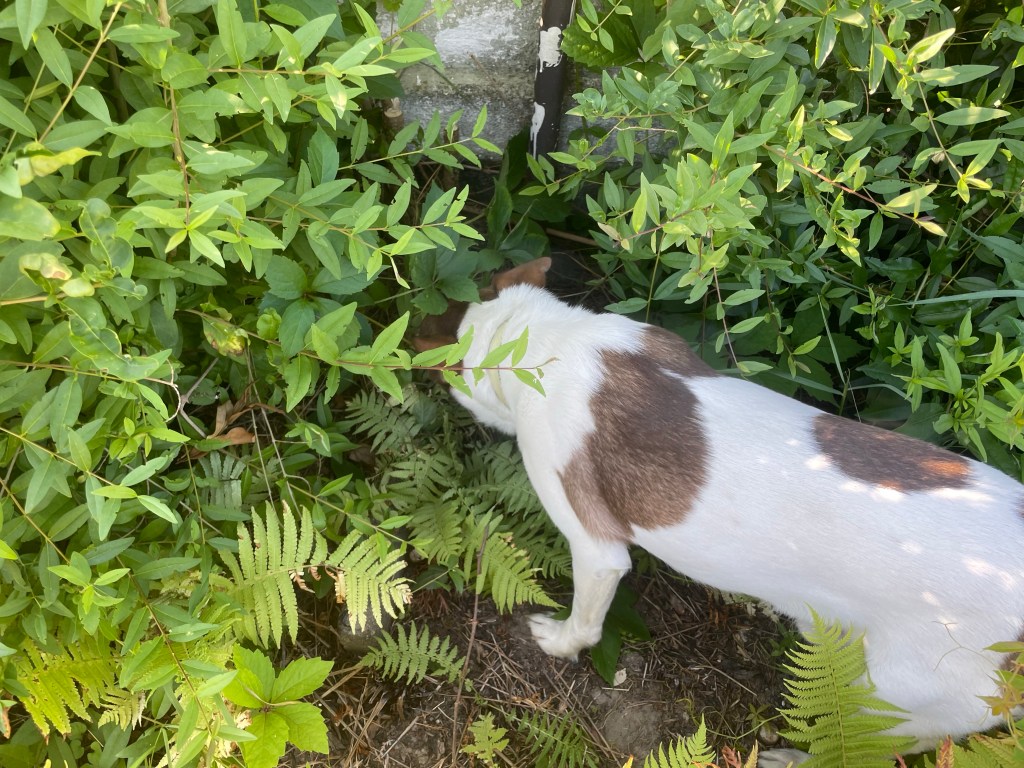 12 von 12 im Juli 2022 - Bilder aus meinem Naturgarten
Hund im Gebüsch
Kerstin Dähne Naturgarten