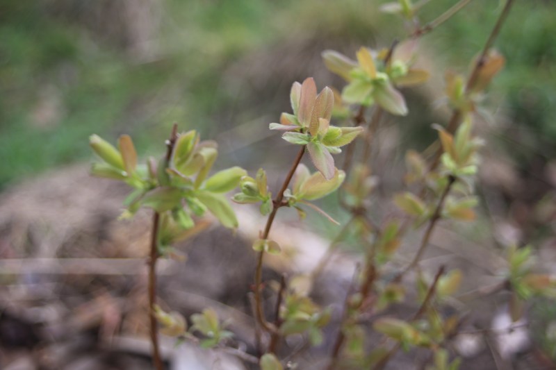 Sibirische Blaubeere mit Blüte
Kerstin Dähne
Naturgarten