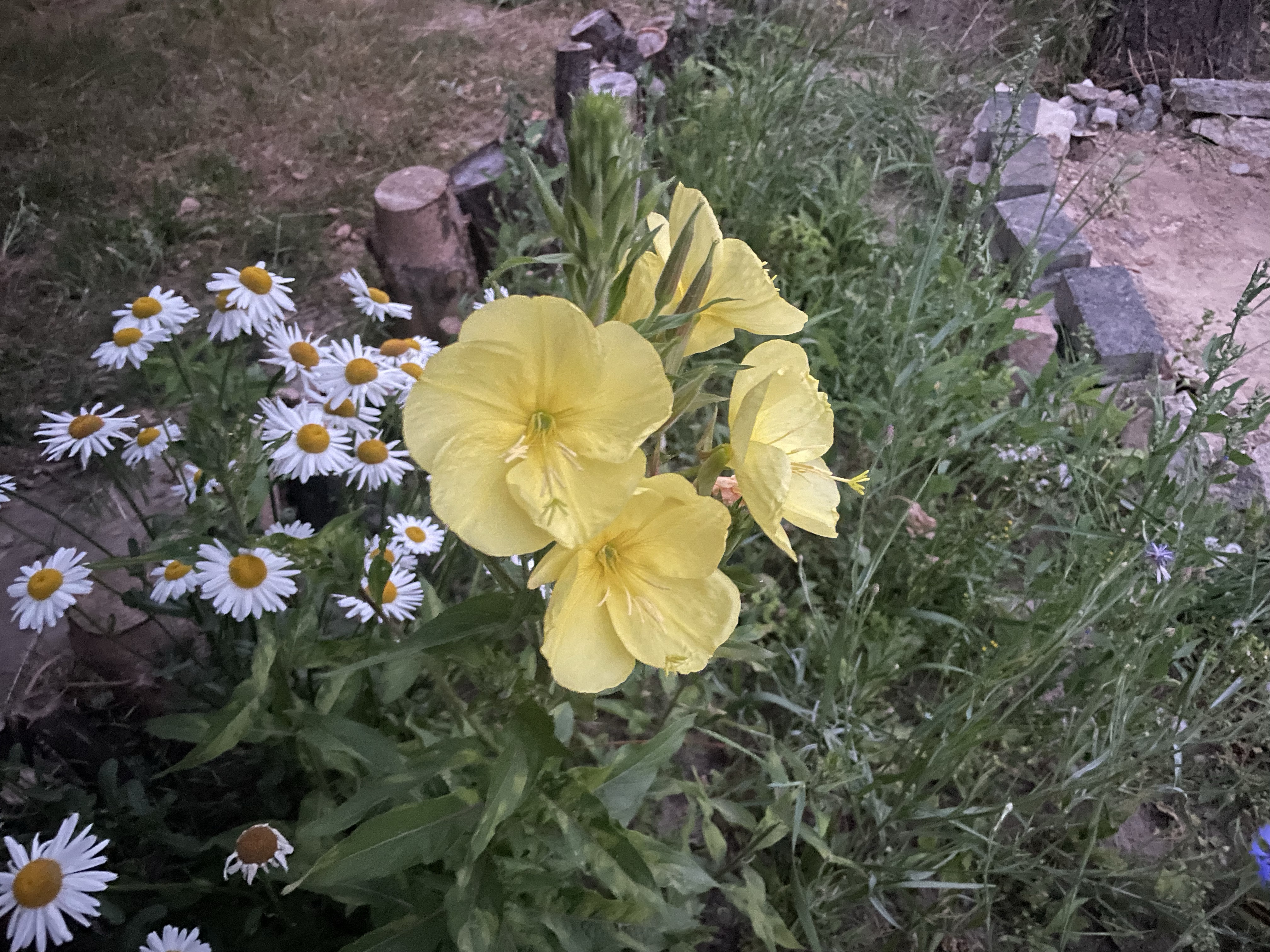 Stillstand gibt es in der Natur nicht-eine Blühwiese entwickelt sich-Veränderungen der Natur