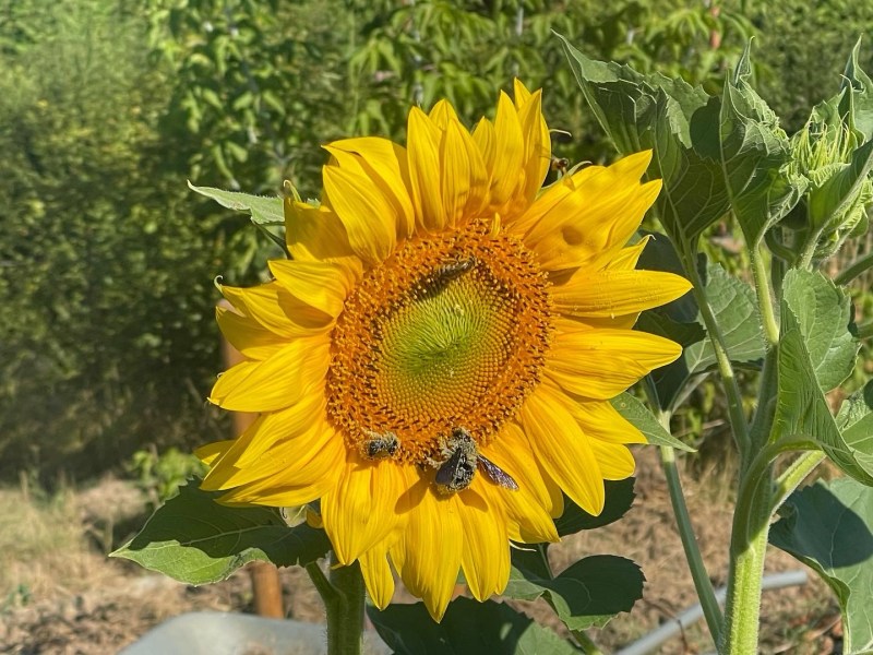 Naturgarten Kerstin Dähne
Biene auf der Blüte einer Sonnenblume