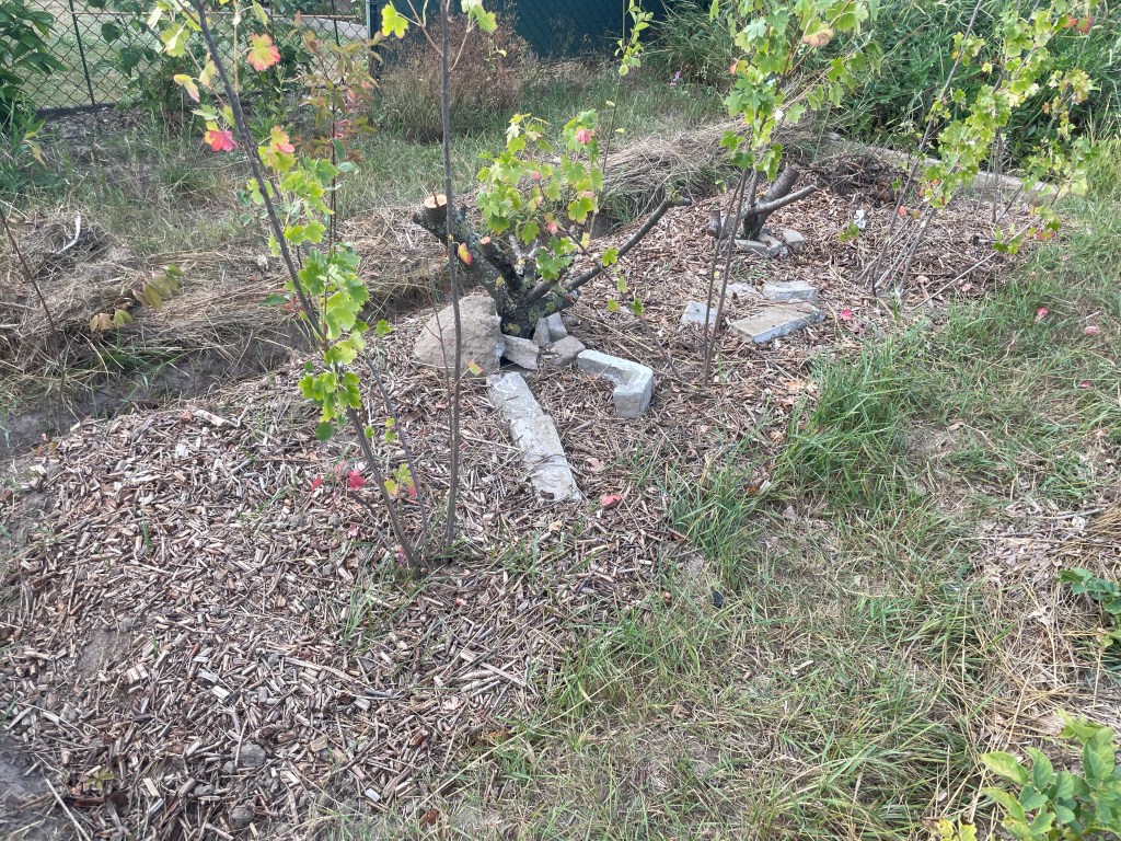 Naturgarten im Wandel - Die Erdbeeren ziehen um
Pufferzone im Hortus
Naturgarten
Kerstin Dähne